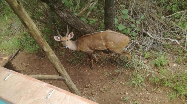 Lion Tree Bush Lodge