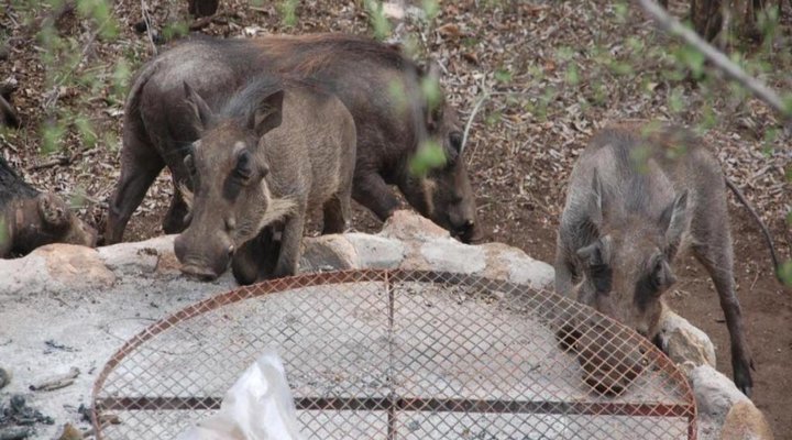 Lion Tree Bush Lodge