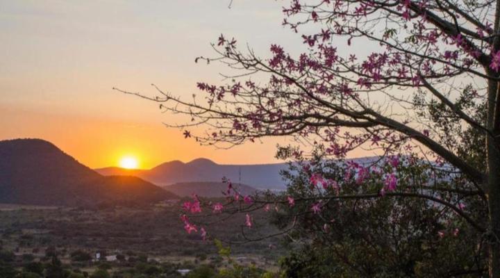 The Royal Palm Bed and Breakfast