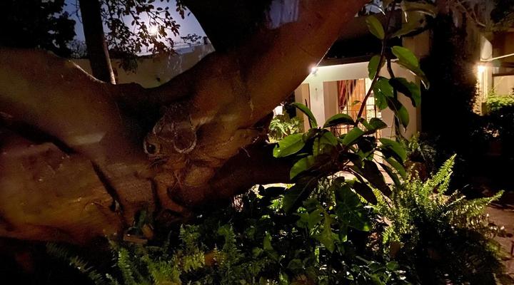 La Bella B&B Under the Fig Tree 