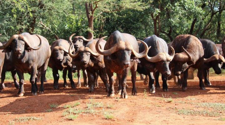 Kilima Private Game Reserve and Spa