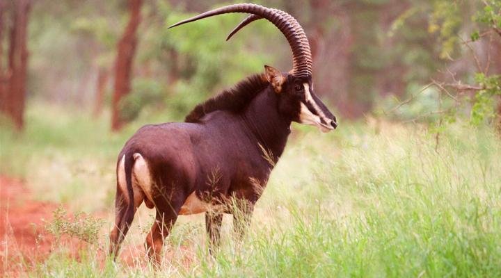 Kilima Private Game Reserve and Spa