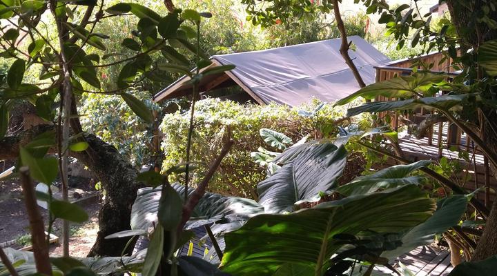 The Wild - in Wilderness