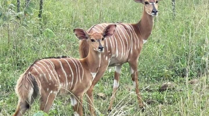 Somkhanda Big 5 Game Reserve