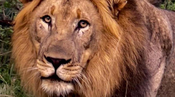 Somkhanda Big 5 Game Reserve