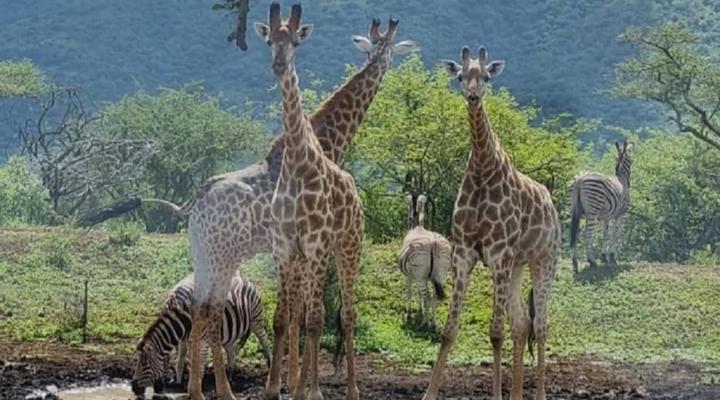 Somkhanda Big 5 Game Reserve