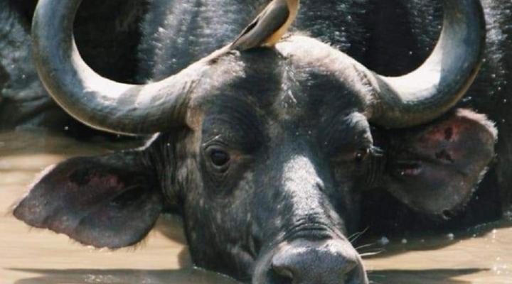 Somkhanda Big 5 Game Reserve