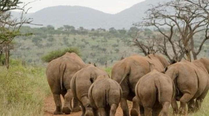 Somkhanda Big 5 Game Reserve