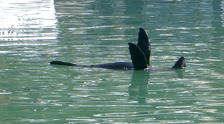 WhaleViews