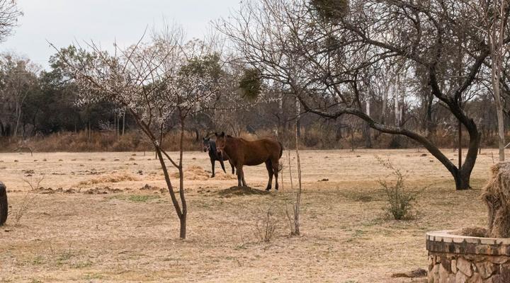 Ivory Tree Lodge and Guest House
