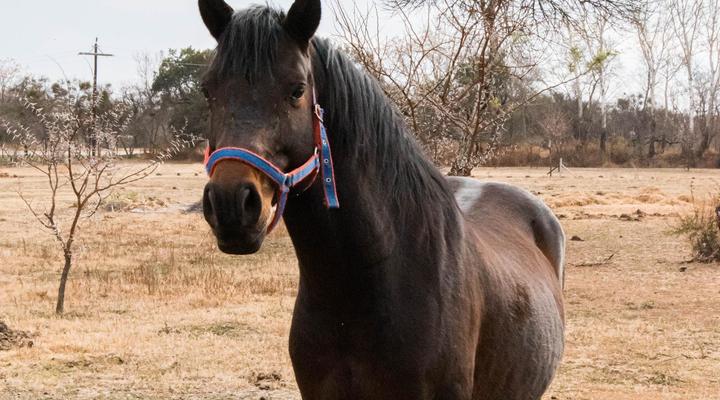 Ivory Tree Lodge and Guest House