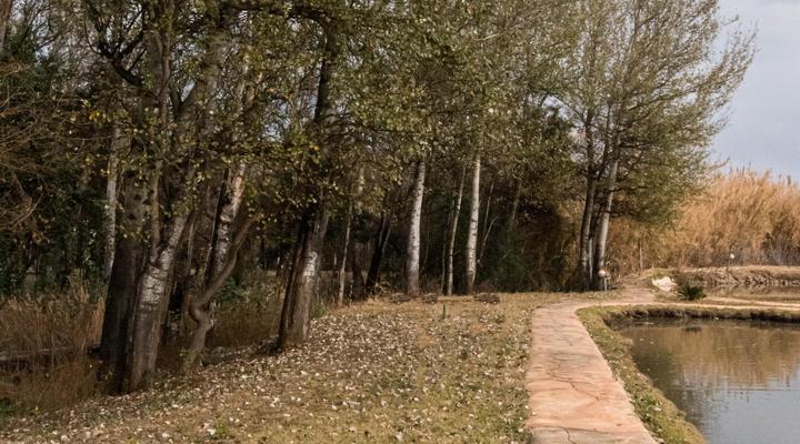 Ivory Tree Lodge and Guest House