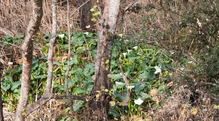Ivory Tree Lodge and Guest House