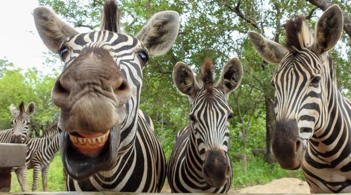 Kruger's Retreat and Kruger's Rest