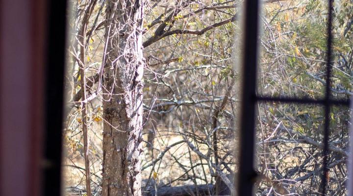 Hello Kruger Skilpad