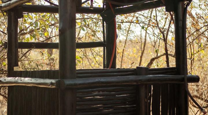 Hello Kruger Skilpad