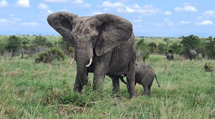  Wild Olive Tree Camp