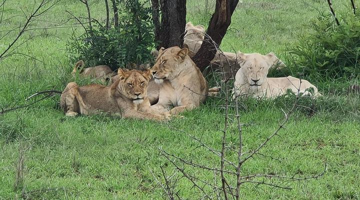  Wild Olive Tree Camp