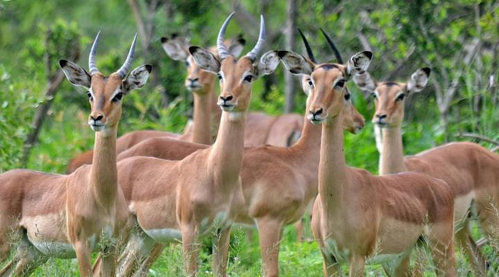 Inyati Game Lodge, Sabi Sand Nature Reserve