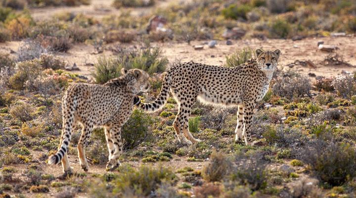 Inverdoorn Game Reserve