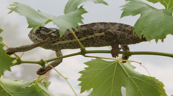 Pan's Breeze Overnight Accommodation