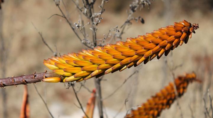 Pan's Breeze Overnight Accommodation