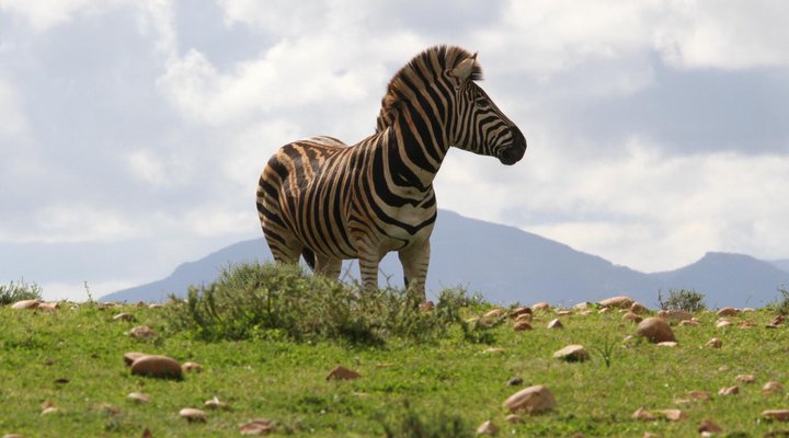 Indalu Game Reserve