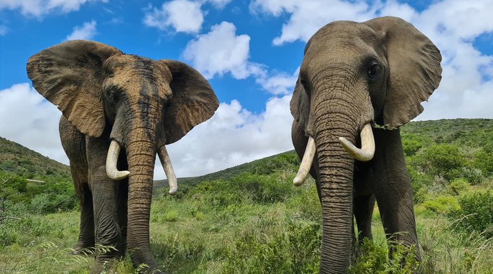 Indalu Game Reserve
