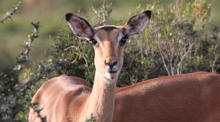 Indalu Game Reserve