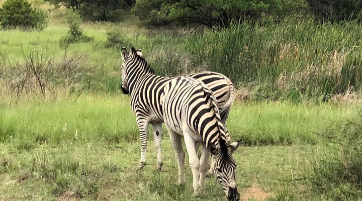 Naledi@53 Private Game Farm