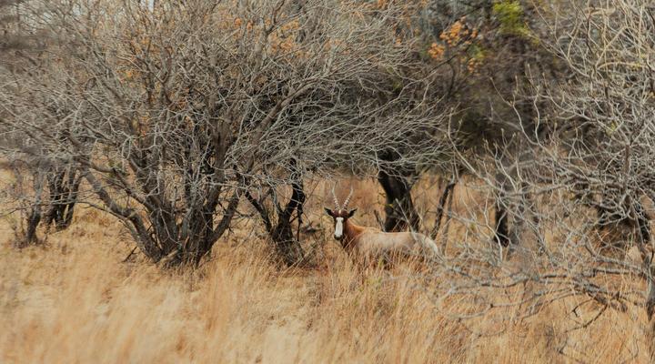 Naledi@53 Private Game Farm