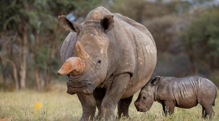 Working with Wildlife