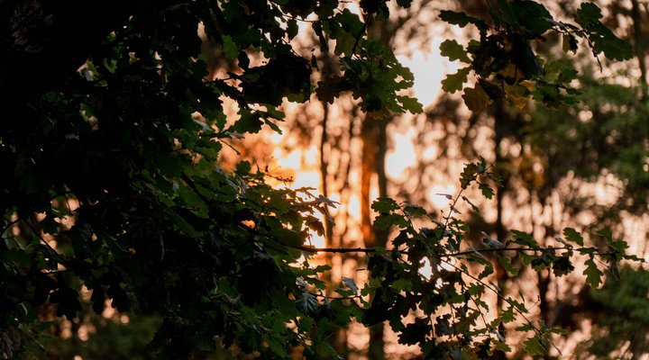 Jameson Country Cottages