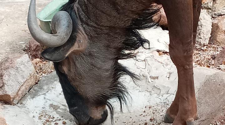 Mamba House, Marloth Park