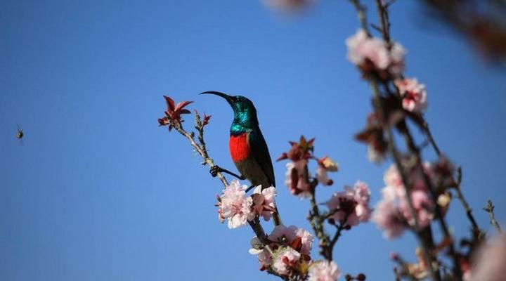Fynbos Garden Cottage