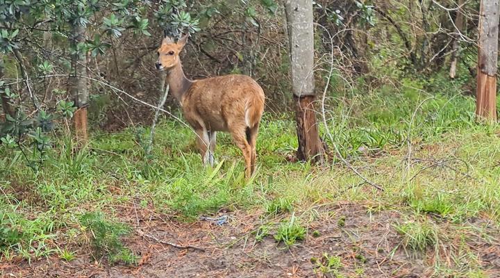 Mizumi Forest Estate