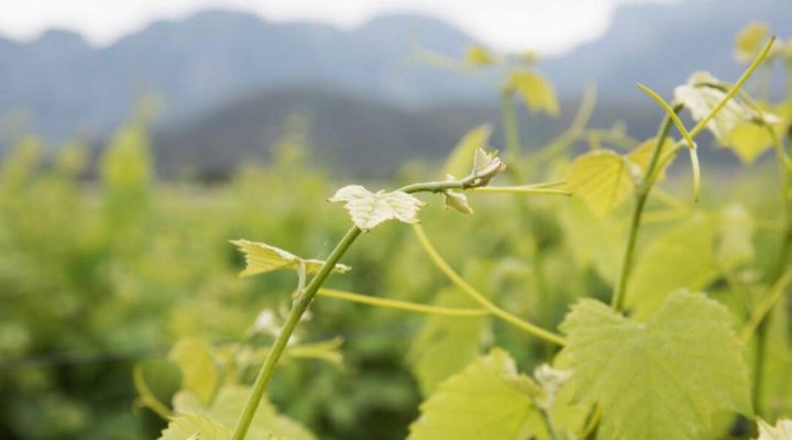 Esperance Farmstay - Manor House