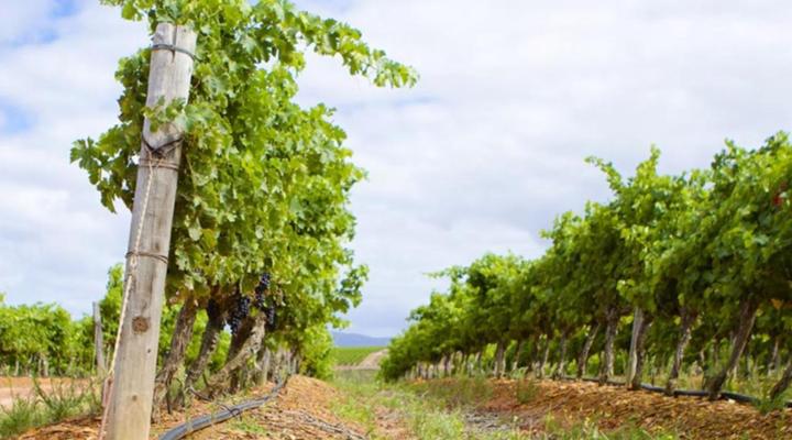 Black Oystercatcher Cottages