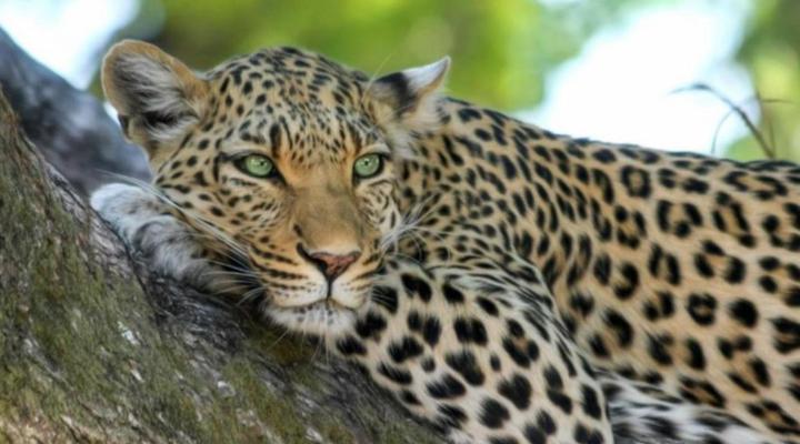 Simbavati River Lodge