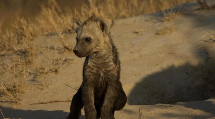 Simbavati River Lodge