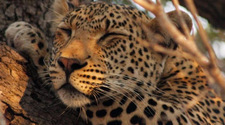 Simbavati River Lodge