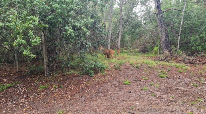 Mizumi Forest Estate