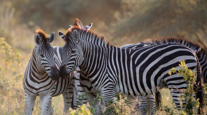 Hideaways Mogotlho Safari Lodge, Khwai River