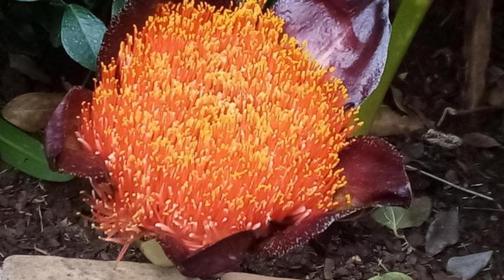 Doves Nest Guest House @ OR Tambo International Airport