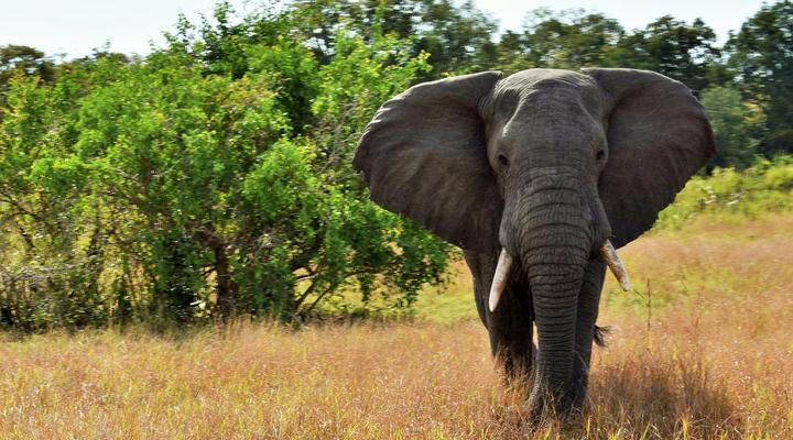 Kijongo Bay Beach Resort