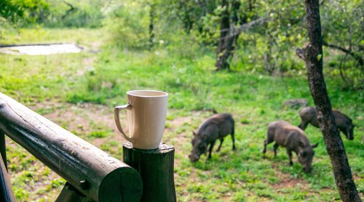 Adventure Bush House