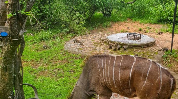 Adventure Bush House