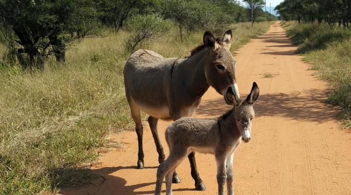 Grootgeluk Bush Camp