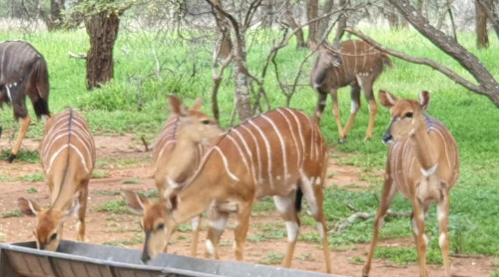Grootgeluk Bush Camp