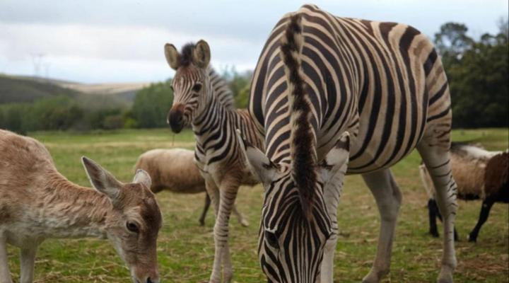 Cornellskop Farm Stay